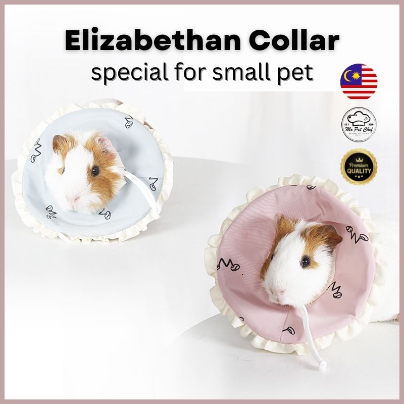 Guinea pig hotsell e collar