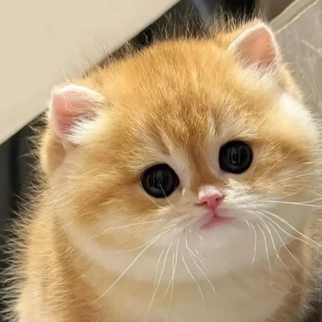 Cat3cat, Online Shop | Shopee Malaysia